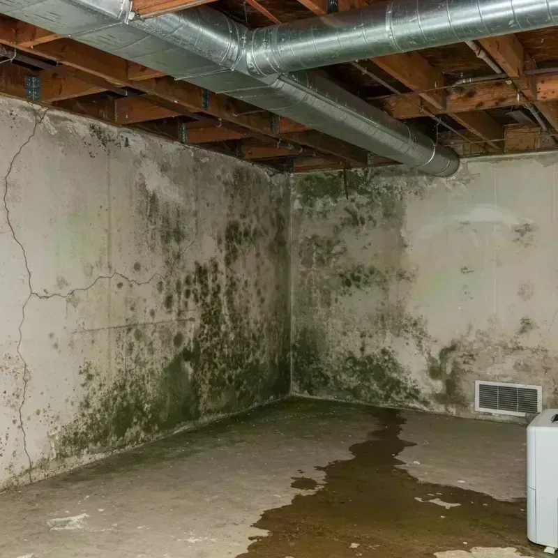 Professional Mold Removal in Dooms, VA